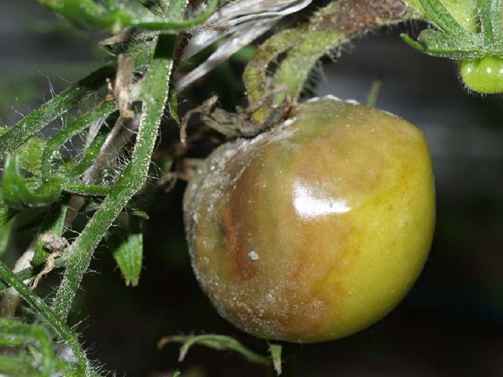 Серая гниль томатов в теплице: фото и их лечение народными средствами, и не только