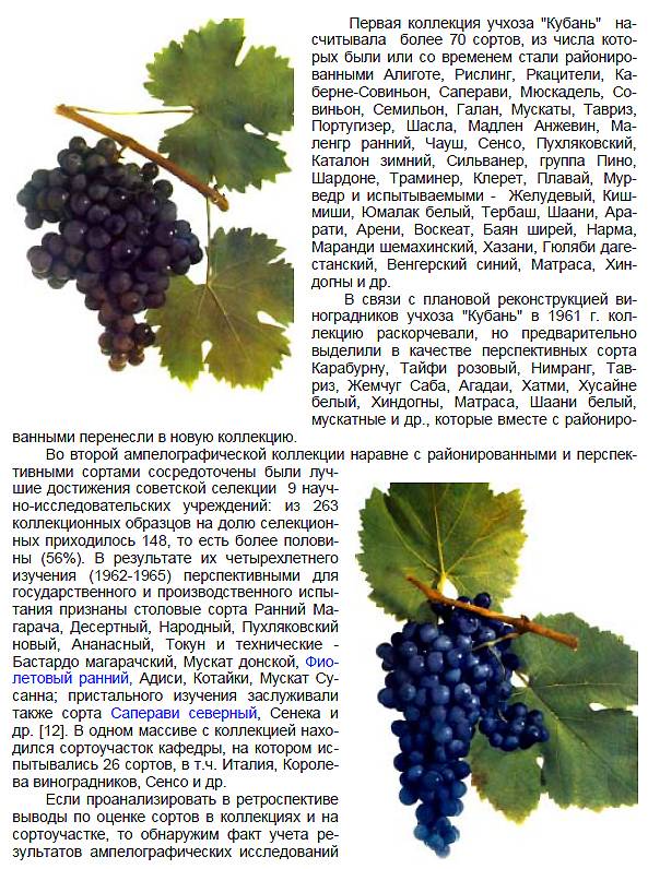 Описание и выращивание винограда сорта Ркацители