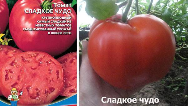 Томат "сладкое чудо": описание сорта, отзывы, фото, урожайность – все о томатах. выращивание томатов. сорта и рассада.