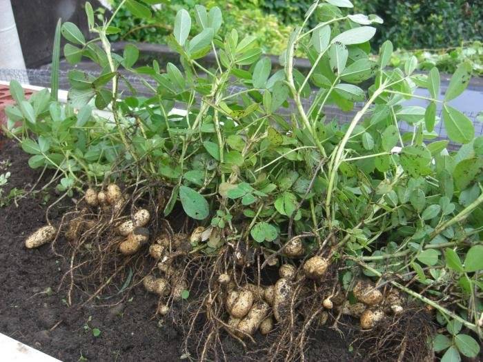 Как правильно посадить и вырастить арахис на огороде, чтобы собрать хороший урожай - 1rre