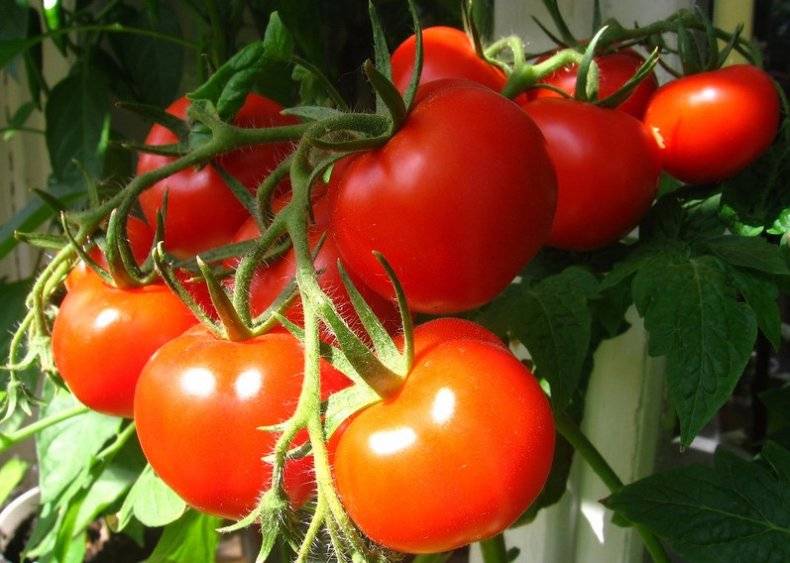 Лучшие сорта томатов для беларуси: урожайные для теплиц и открытого грунта