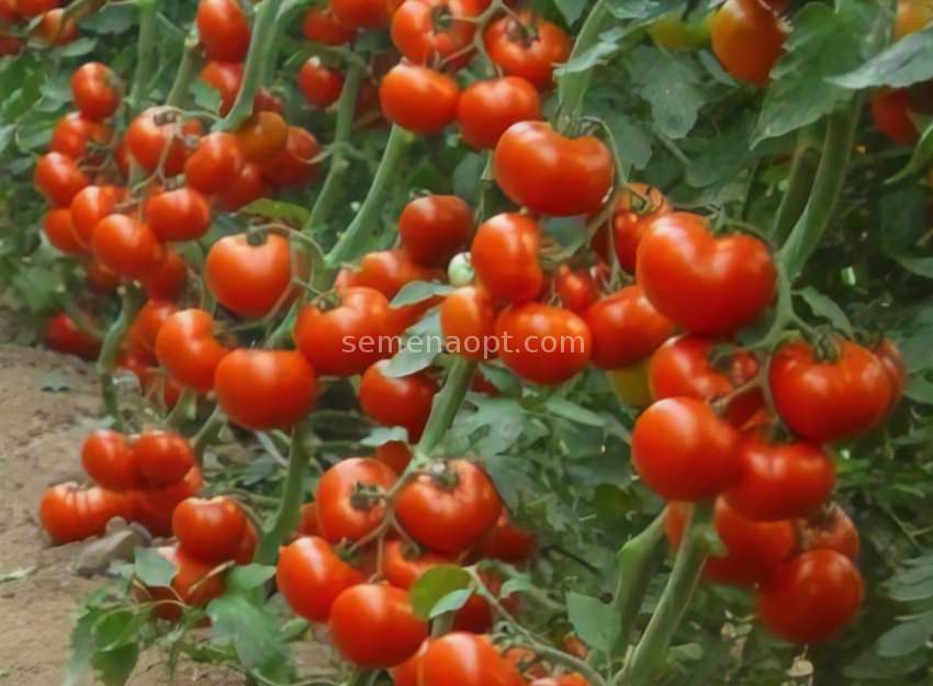 Томат "розмарин фунтовый": описание и характеристики плодов-помидоров, рекомендации по выращиванию и фото-материалы русский фермер