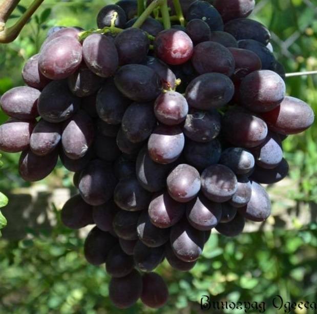 Описание, отзывы и особенности выращивания сорта винограда каталония