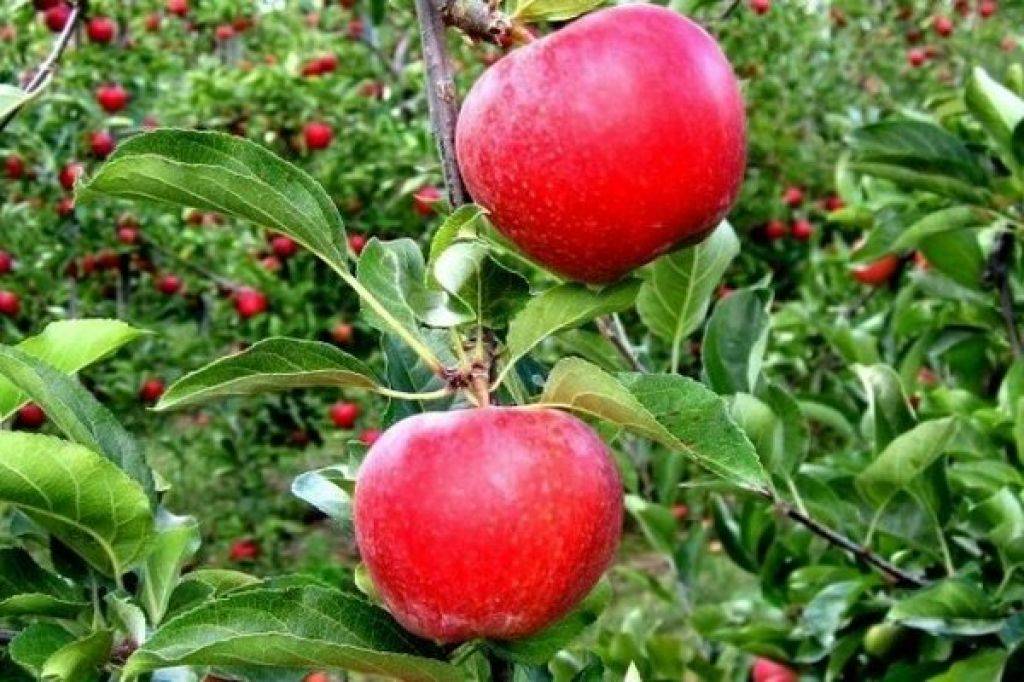 Особенности выращивания и правила ухода за яблоней сорта гала