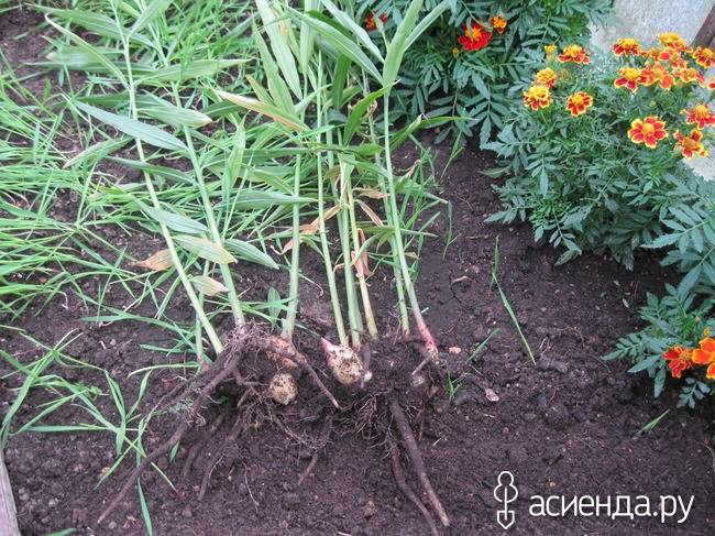 Как правильно выращивать имбирь на даче в открытом грунте, посадка и уход