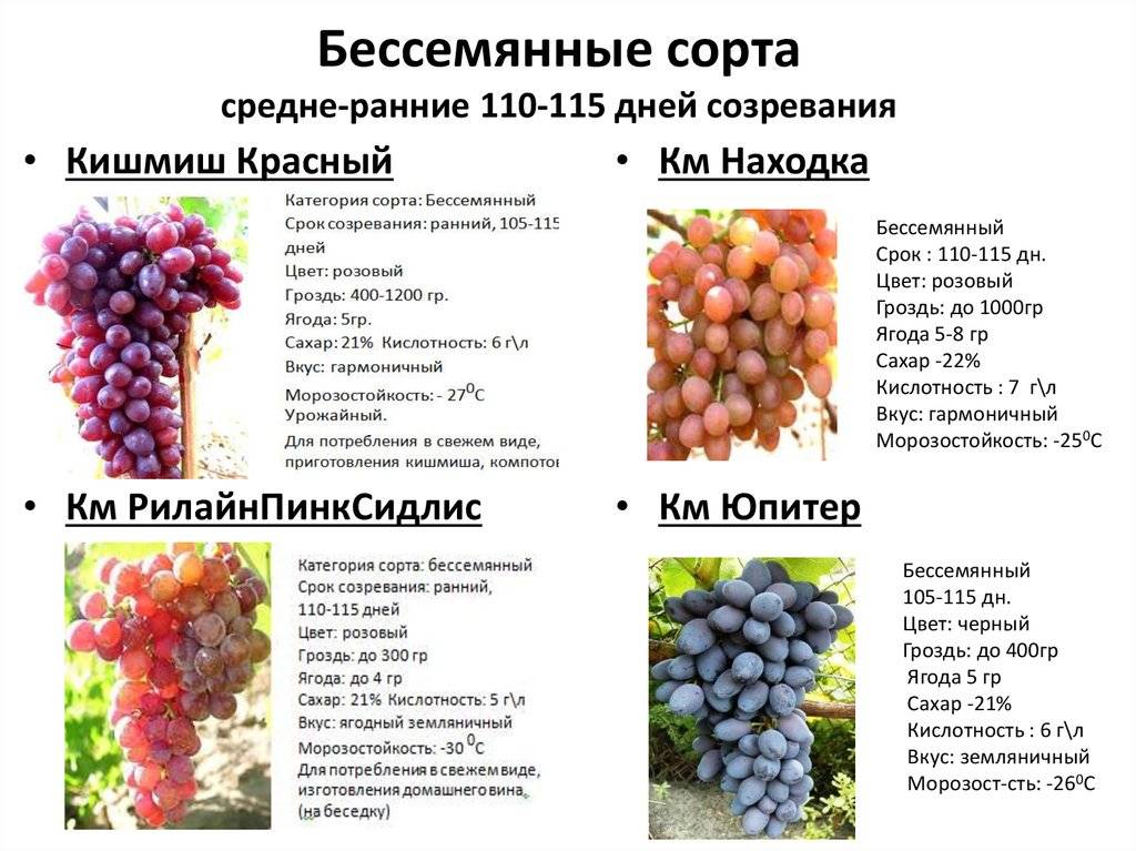 Виноград фуршетный: характеристика и описание сорта, посадка и уход
