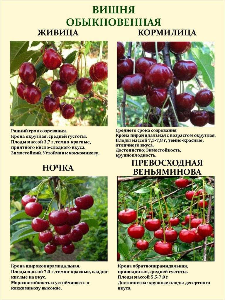 Сорта черешни для средней полосы россии с описанием и фото