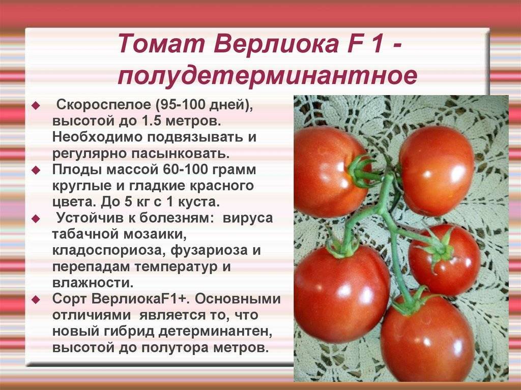 Томат голицын: описание сорта, отзывы, фото, урожайность