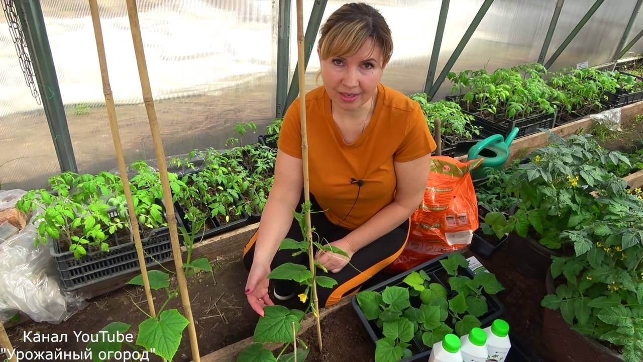 Томат татьяна: фото сорта помидоров, отзывы огородников и пошаговая инструкция по его выращиванию
