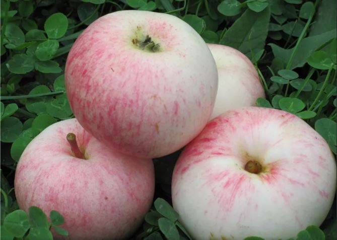 Яблоня малиновка декоративная - сорт суйслепское, описание яблок
