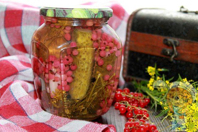 Огурцы с красной смородиной на зиму — 5 самых вкусных рецептов
