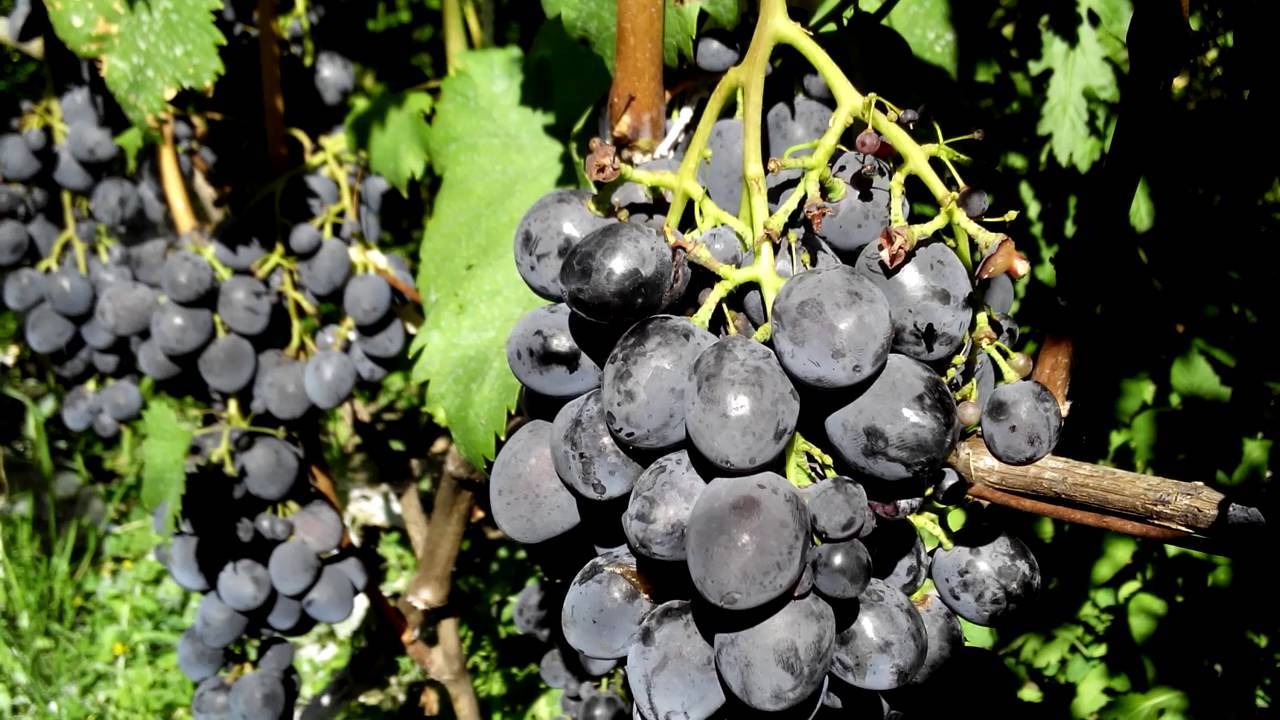 Виноград сфинкс: описание, фото и отзывы