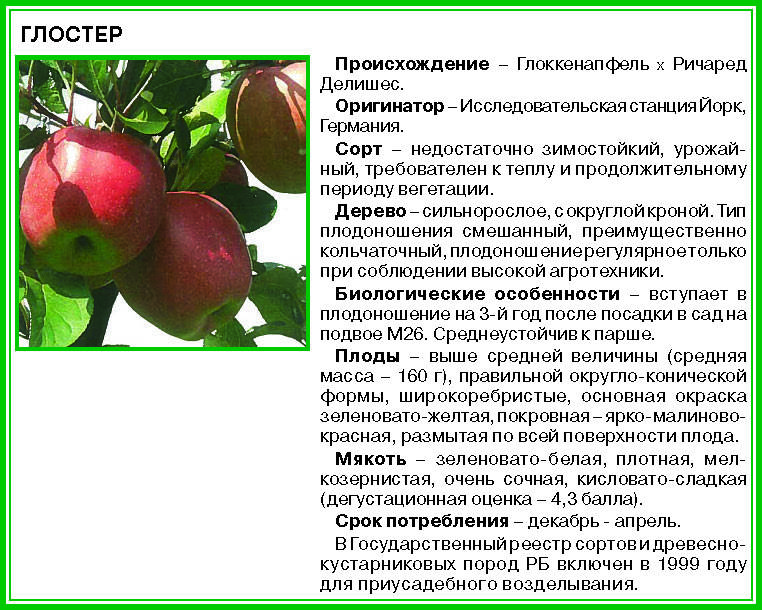 Яблоня глостер: описание сорта, фото дерева и яблок