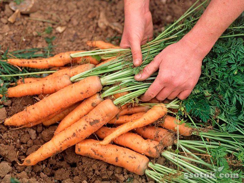 Как вырастить хороший урожай моркови. Агротехника возделывания моркови. Самовыкапывающаяся морковь сорт. Морковь на грядке. Морковь в огороде.