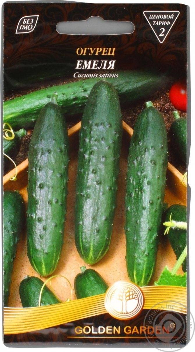 Огурец емеля f1: выращивание в теплице, характеристика и описание сорта, отзывы » eтеплица