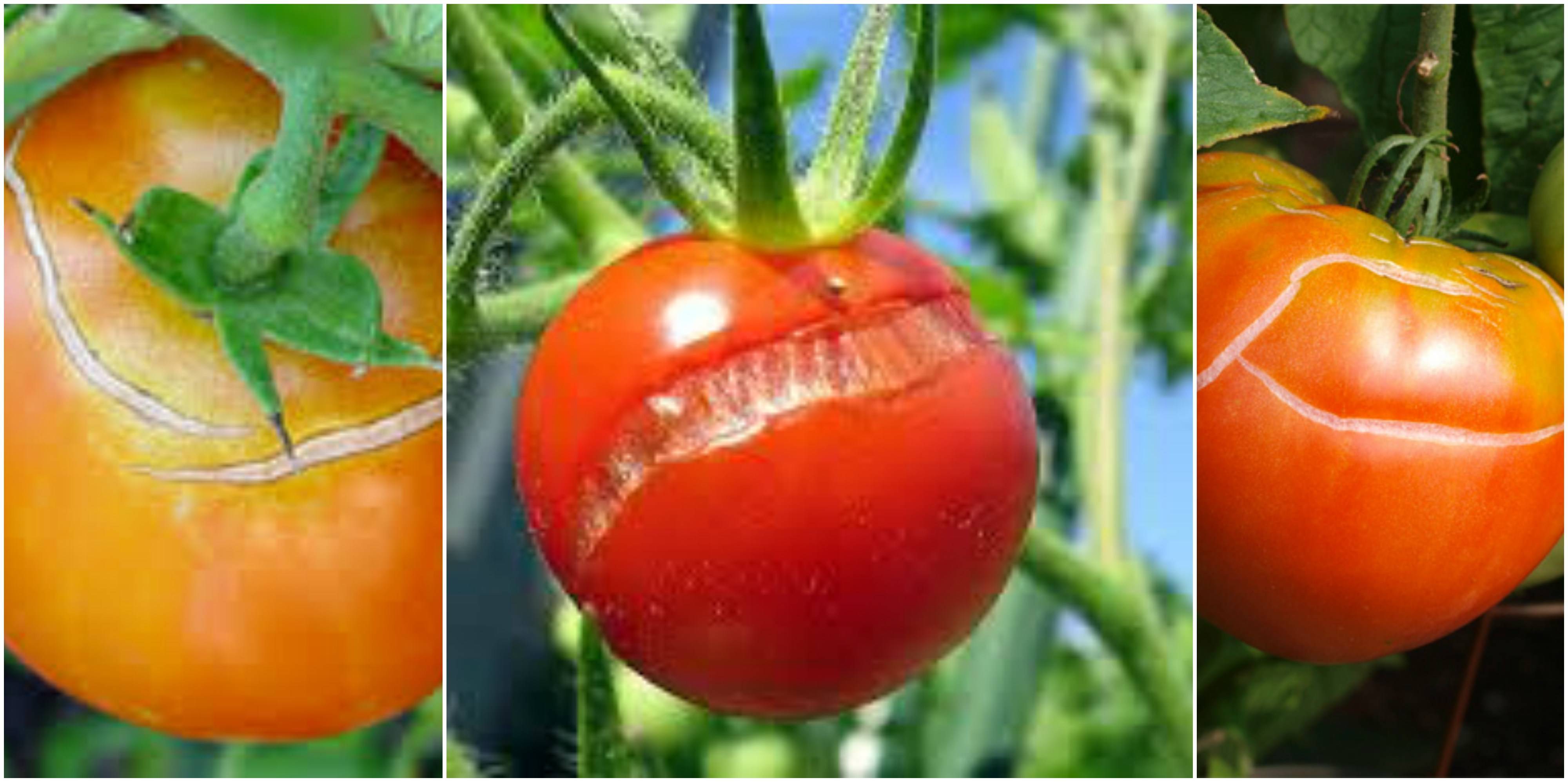 Почему трескаются помидоры в теплице при созревании на кусту