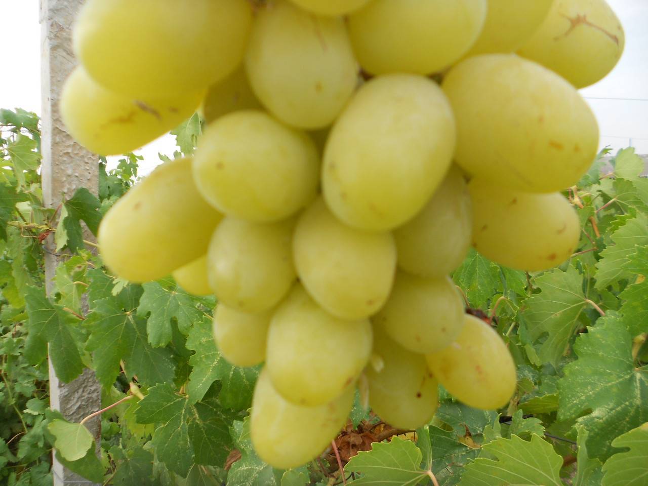 «ландыш» — виноград с необычным вкусом