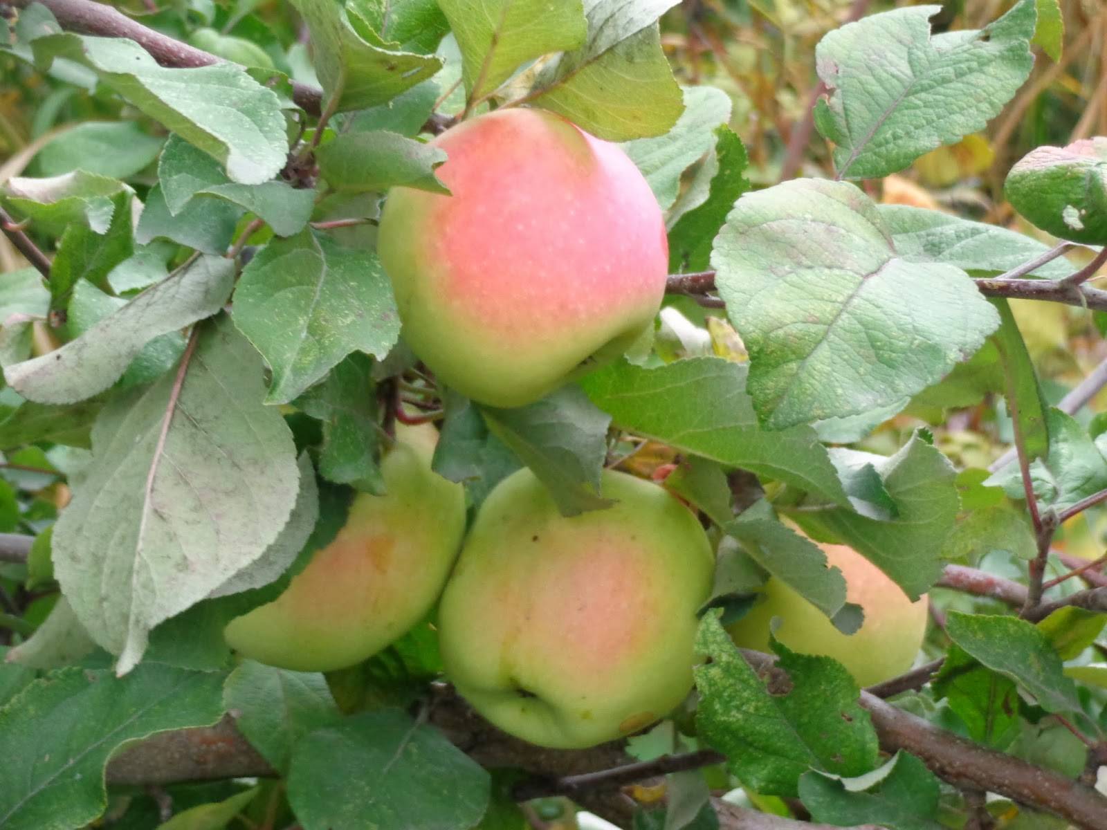 Яблоня алеся: главные характеристики и описание позднего сорта, выращивание, посадка и уход