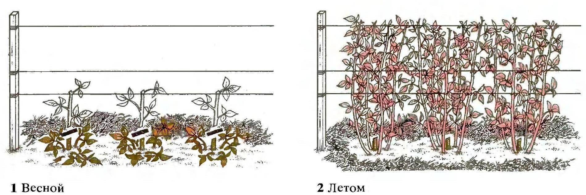 Как правильно посадить малину, чтобы получить много сладких ягод