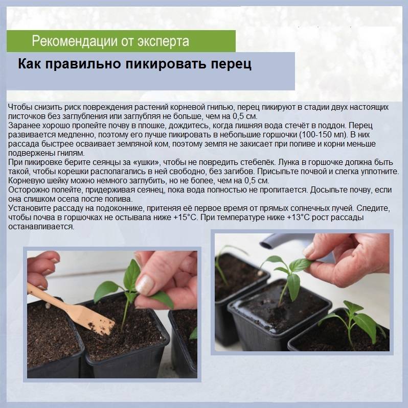 Выращивание рассады болгарского перца: пошаговая инструкция