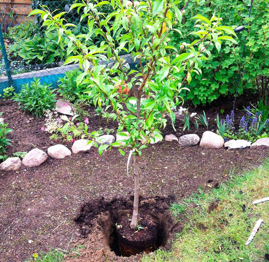 Как посадить абрикос из косточки на даче в открытом грунте, выращивать и ухаживать за ним