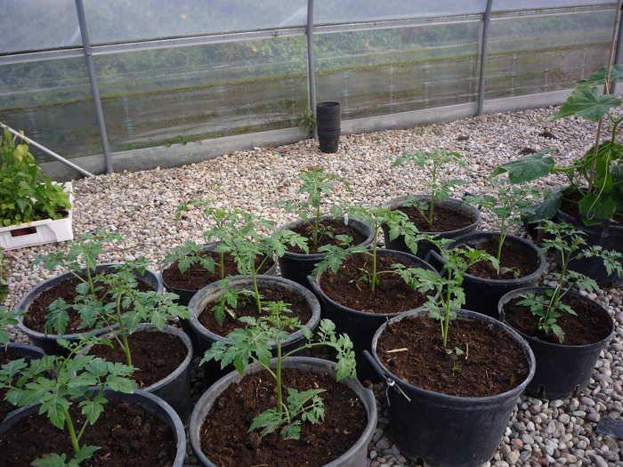 Технология выращивания томатов в теплице: подготовка, полив, удобрение