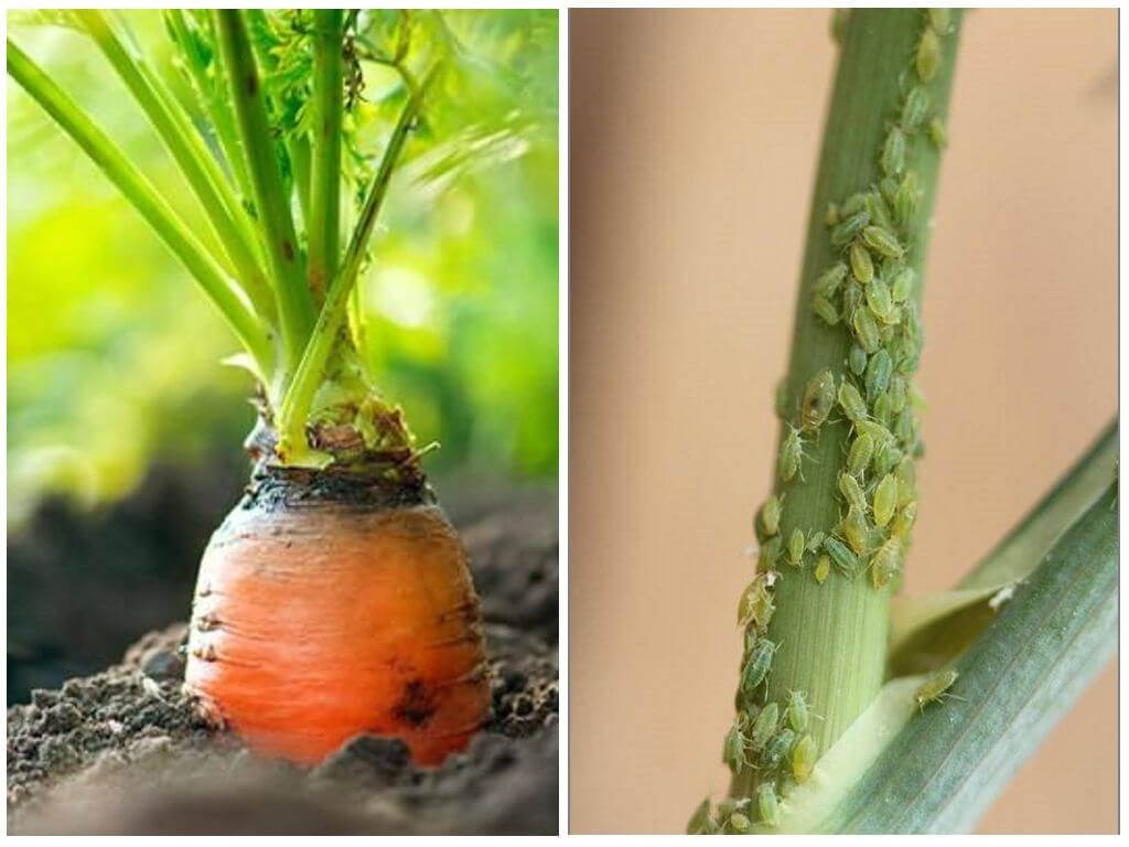 Как бороться с тлей на моркови: удобрения, препараты,