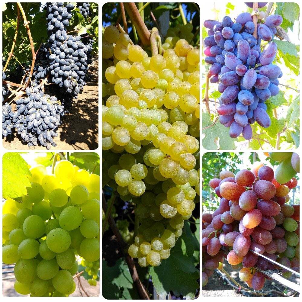 Винные сорта винограда на кубани с фото и описанием
