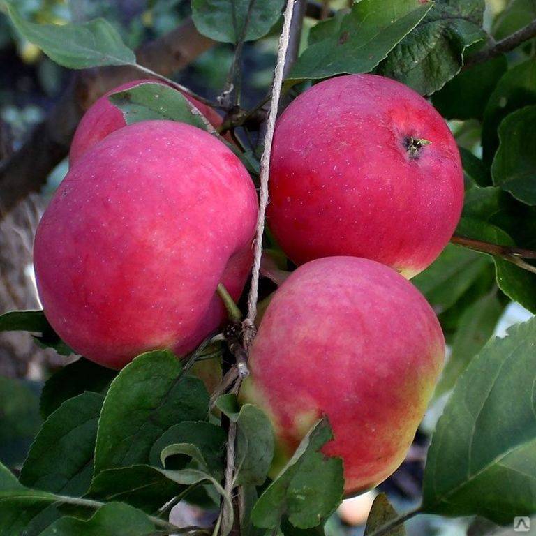 Характеристика и особенности выращивания яблони сорта коробовка