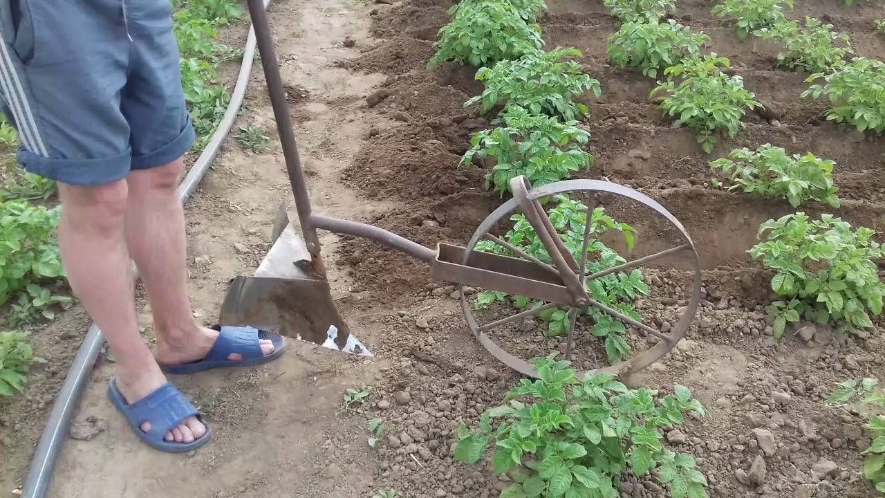 Повышаем урожайность картофеля с помощью окучивания мотоблоком