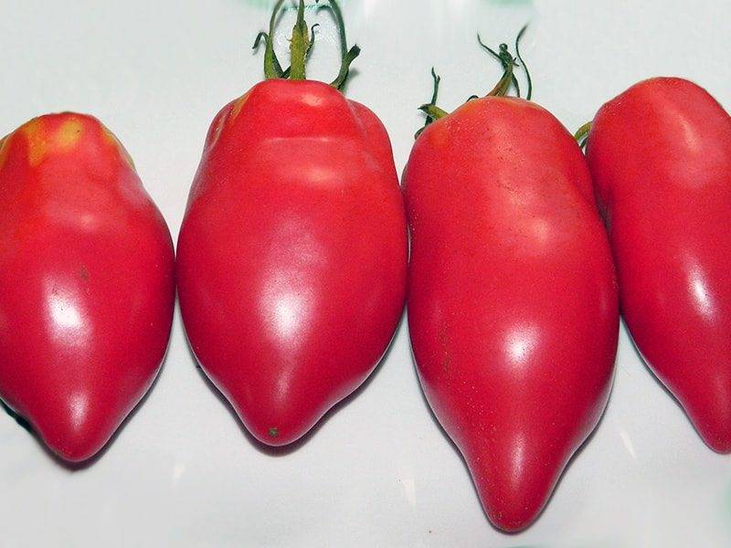 Капия розовая: описание сорта томатов, отзывы
