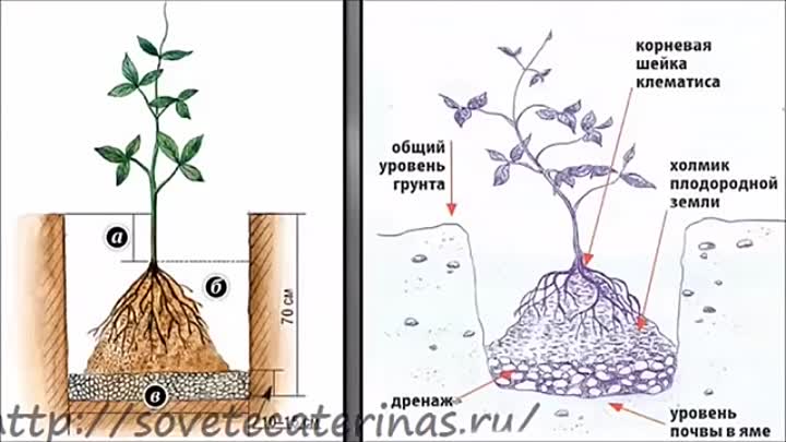 Выращивание клематиса в открытом грунте: посадка, уход и размножение