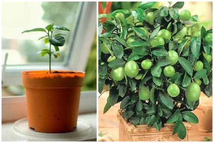 Цифомандра — выращиваем томатное дерево в комнате. уход в домашних условиях. фото — ботаничка