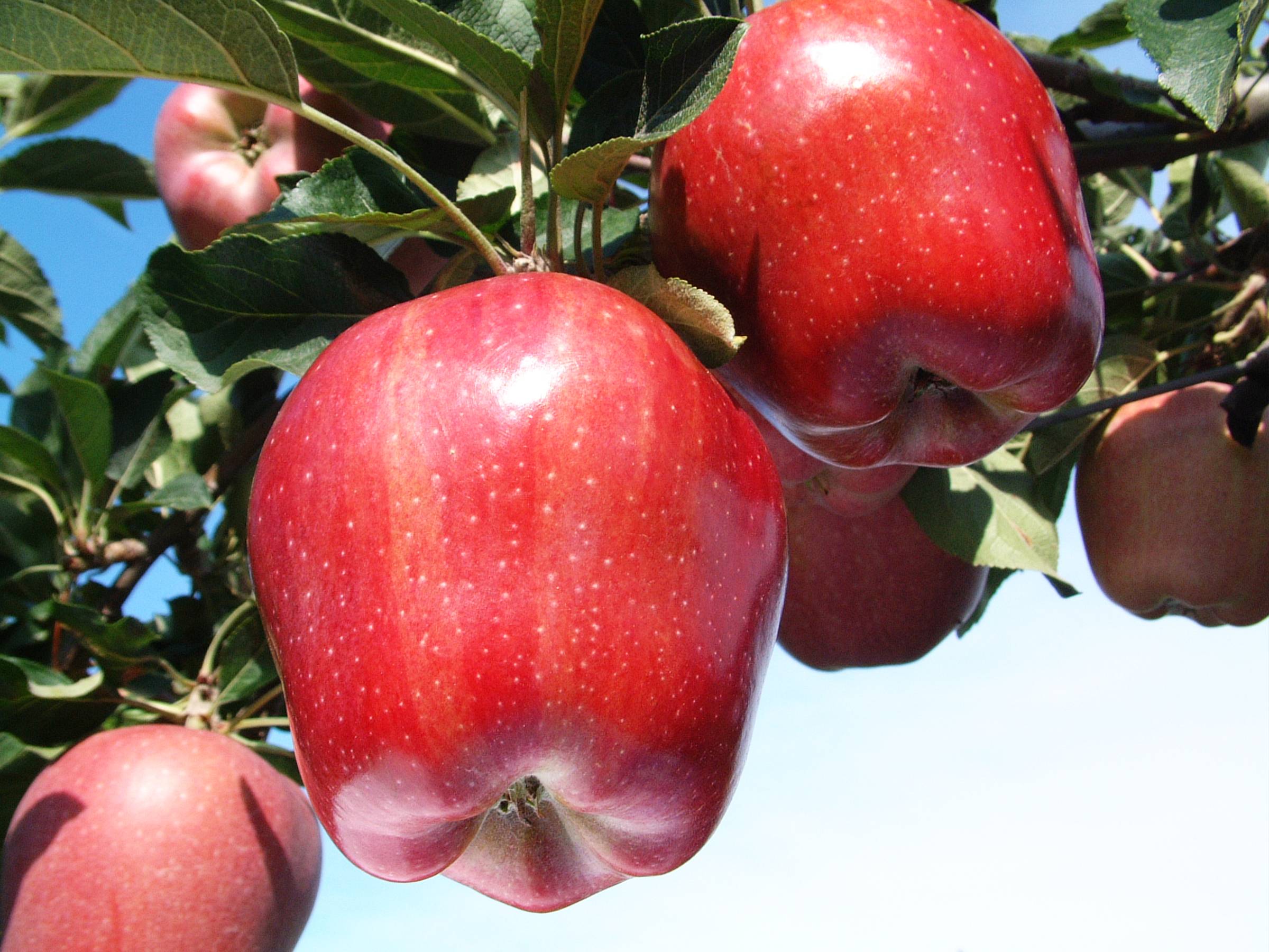 Яблоня ред чиф — описание сорта
