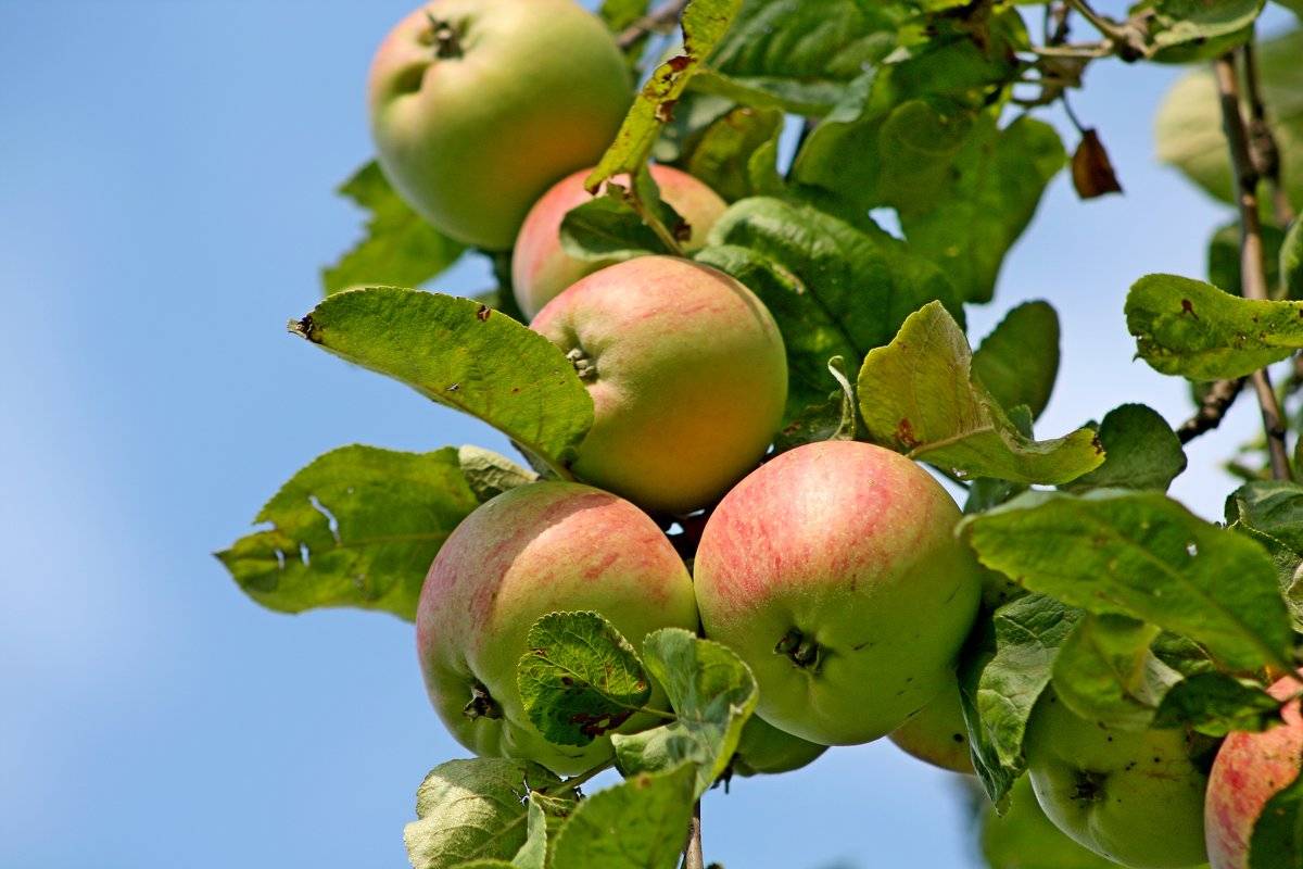 Яблоня джеромини: особенности сорта и ухода