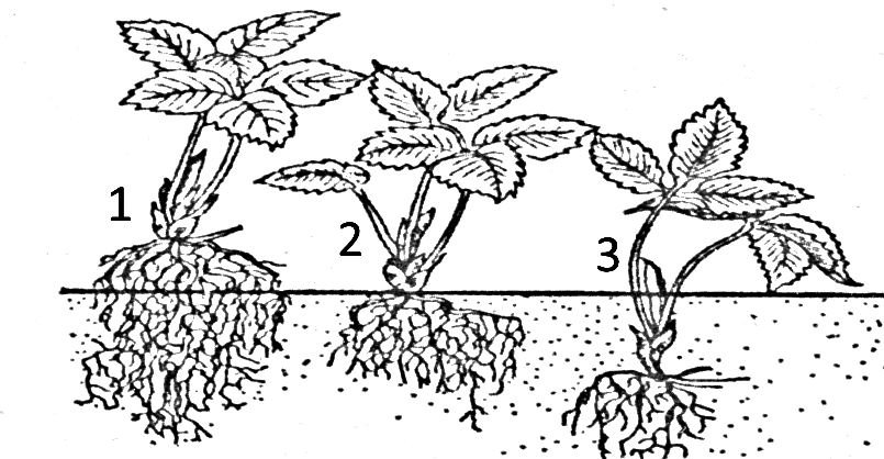 Клубника сорт альба: товарный вид и хорошая урожайность