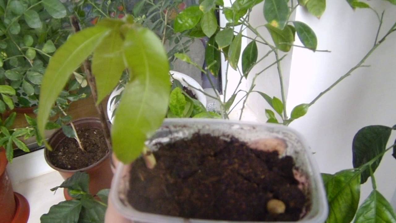 Особенности выращивания манго из косточки