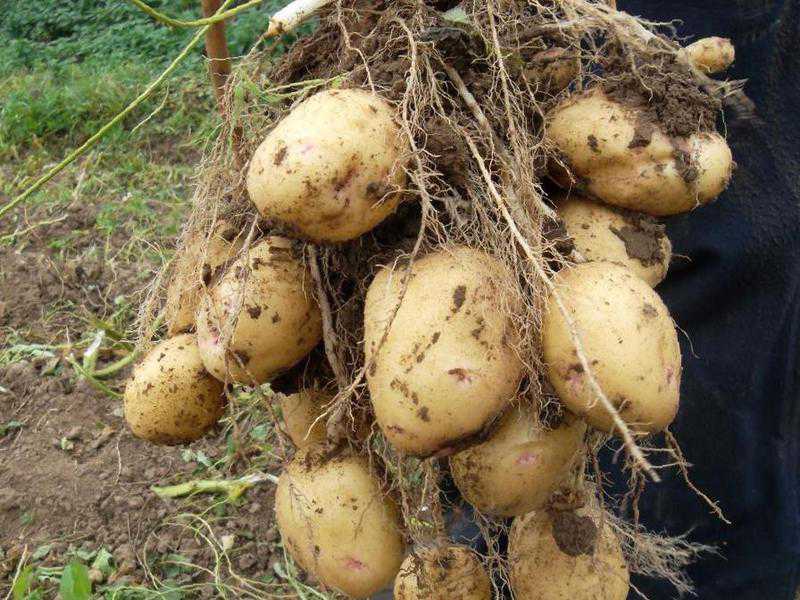 Описание и характеристика картофеля сорта «аврора». секреты выращивания и ухода
