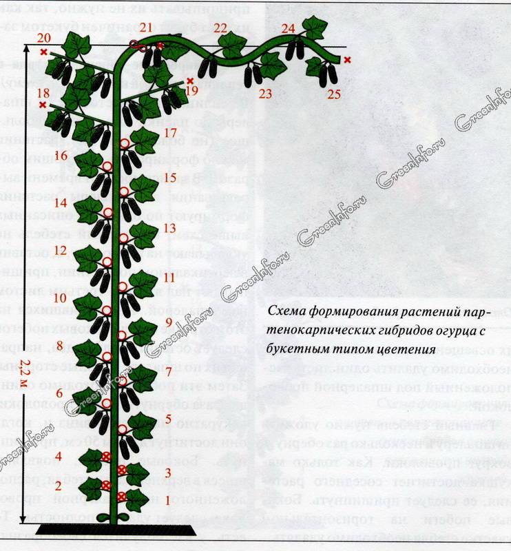 Как прищипывать перцы схема