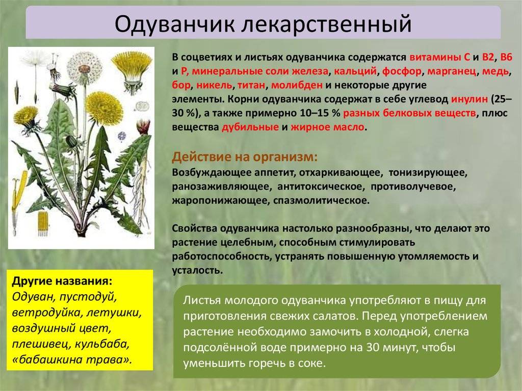 Трава осот: огородный, полевой, лечебные и полезные свойства растения, рецепты народной медицины, противопоказания, фото
