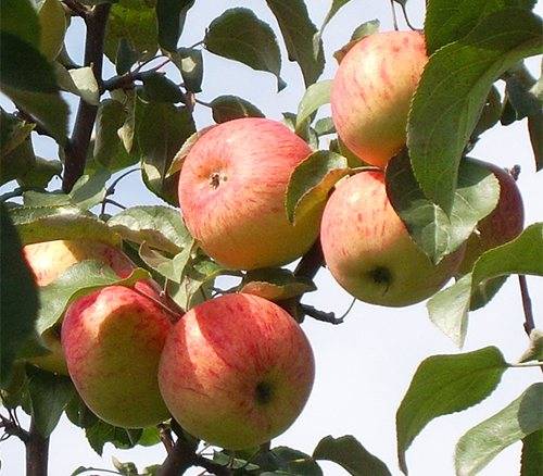 Особенности яблони боровинка, фото и советы по выращиванию