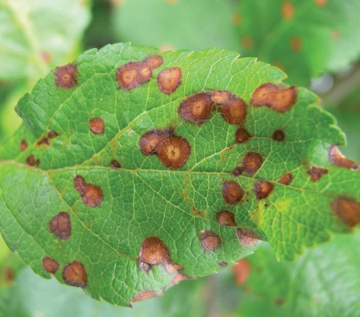 Причины и лечение черных пятен на листьях яблонь, как бороться с болезнью