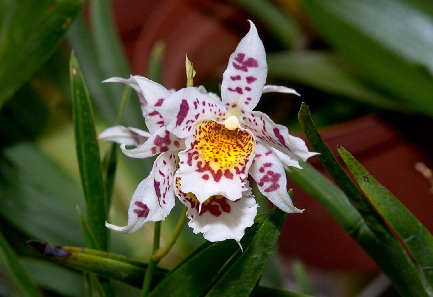Орхидея Камбрия одонтоглоссум