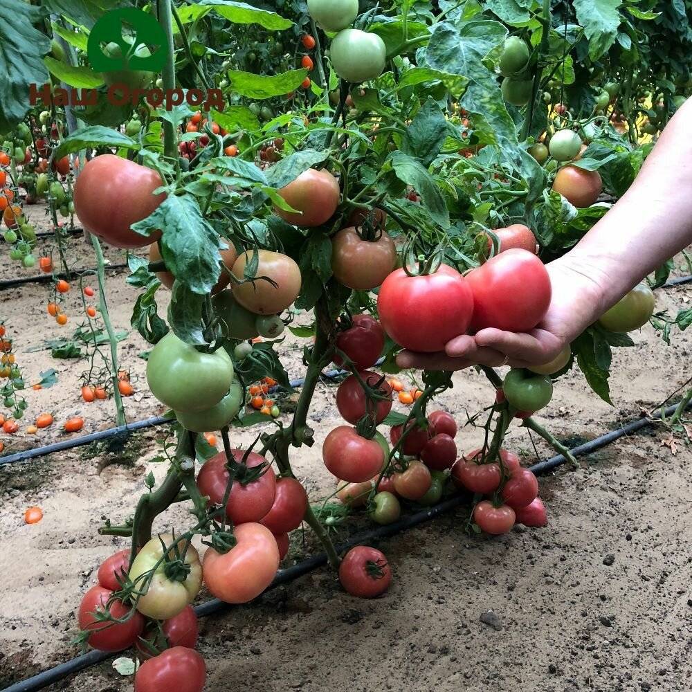 Мои любимые сорта томатов
