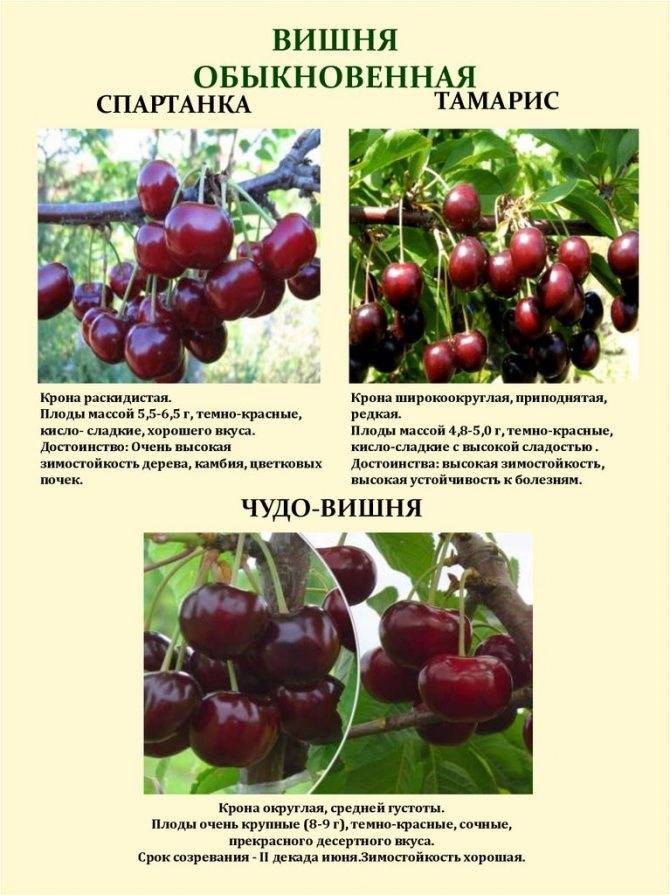 Призвание вишня: характеристика и описание сорта, выращивание и уход