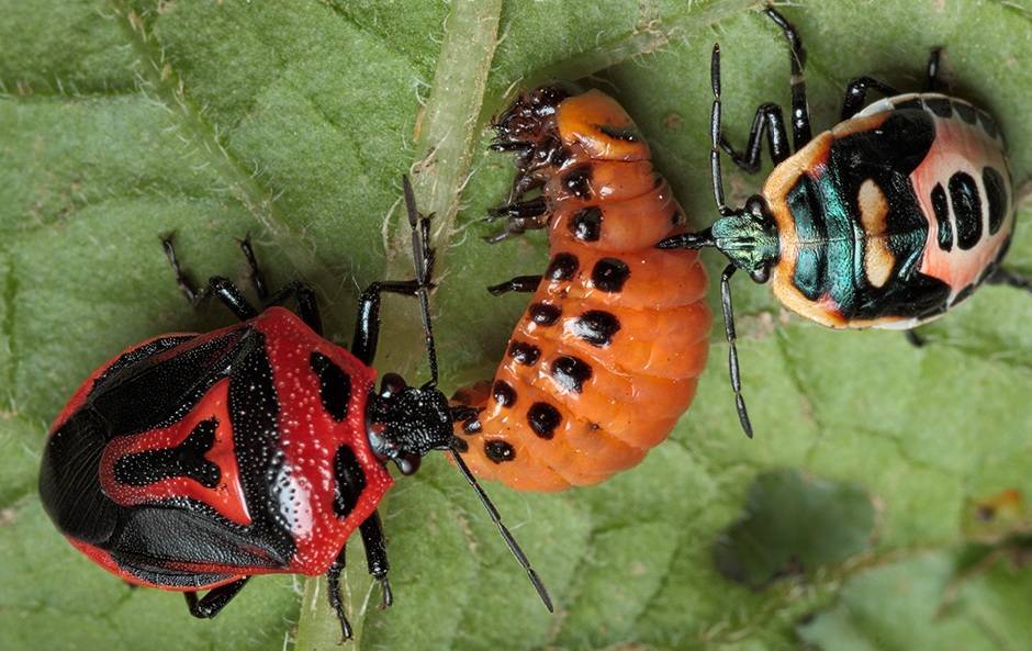 Кто ест колорадского жука и его личинки: основные враги вредителя