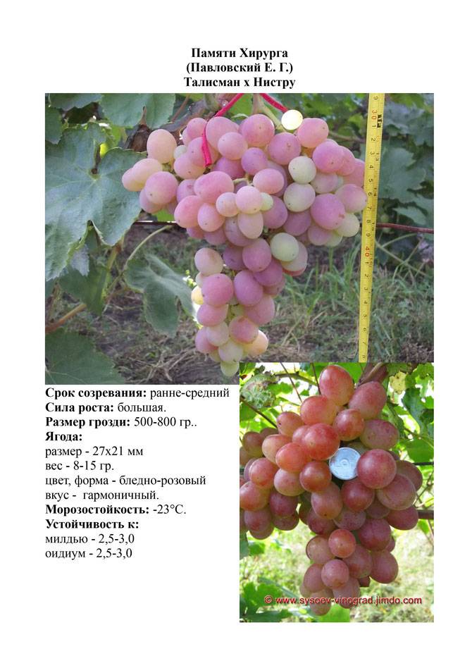 Сорта розового винограда для средней полосы с фото и описанием