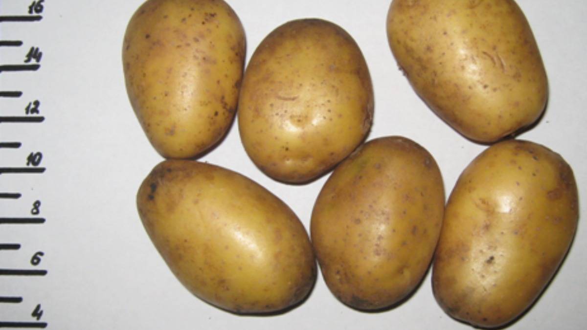 Картофель «чародей»: характеристика сорта, вкусовые качества, срок созревания
