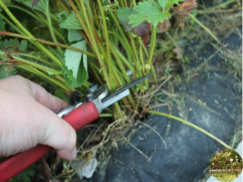 Когда обрезать клубнику на зиму, чтобы был хороший урожай: советы начинающим, видео, фото