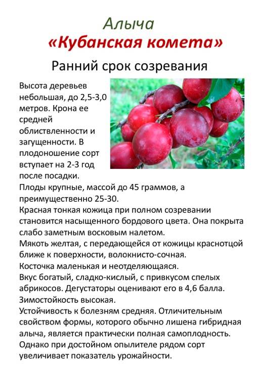 Алыча сонейка (слива русская): подробное описание сорта, нюансы выращивания, фото и отзывы
